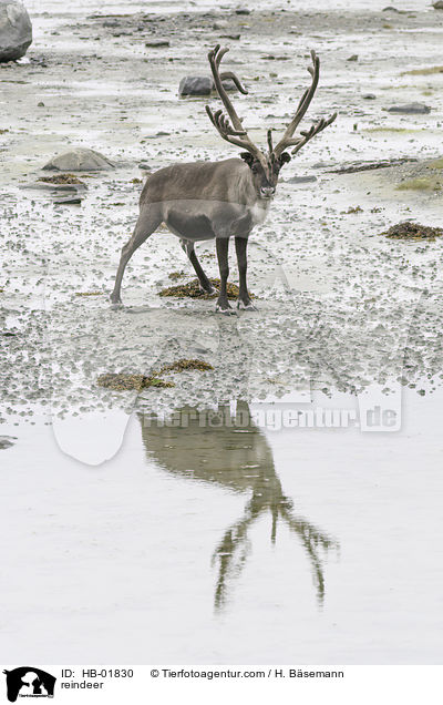 reindeer / HB-01830