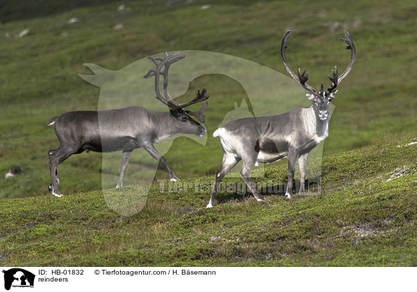 reindeers / HB-01832