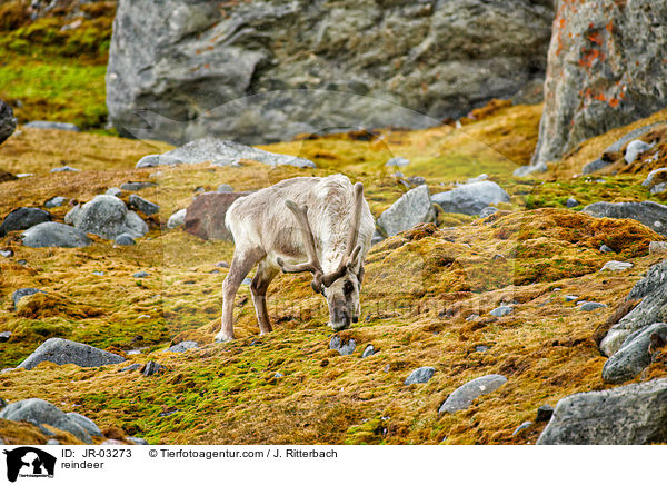reindeer / JR-03273