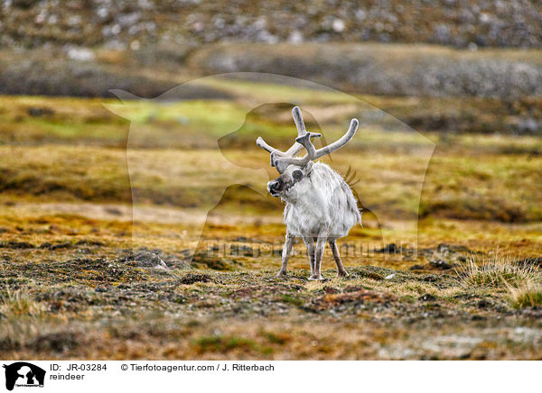 reindeer / JR-03284