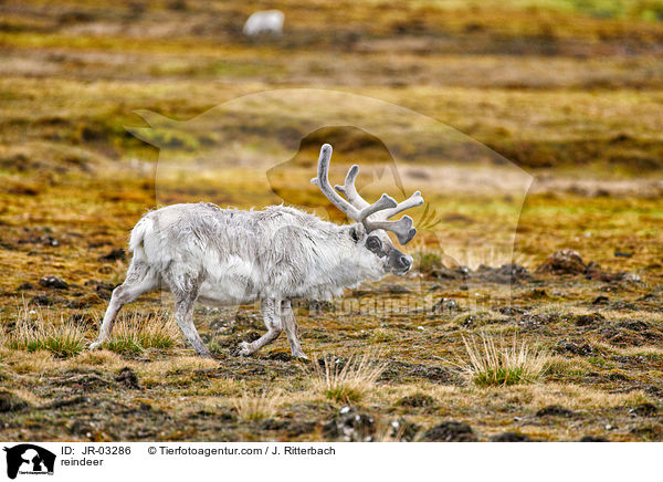 reindeer / JR-03286