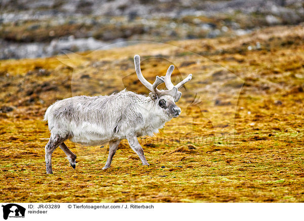 reindeer / JR-03289