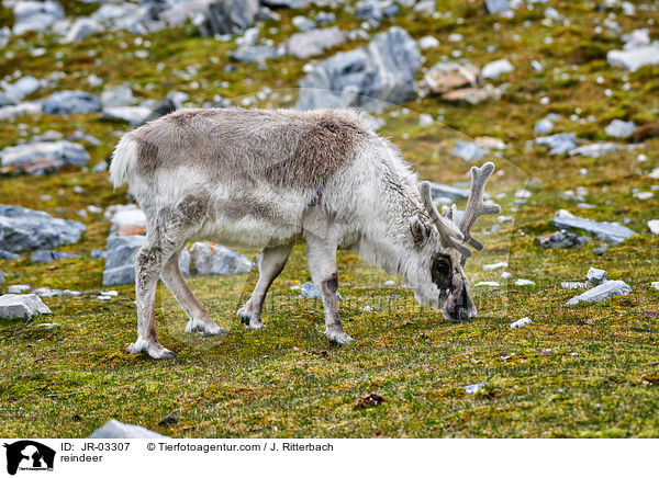reindeer / JR-03307