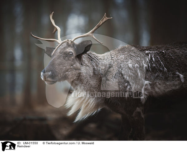 Rentier / Reindeer / UM-01550