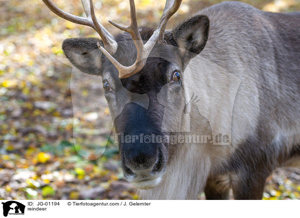 reindeer / JG-01194