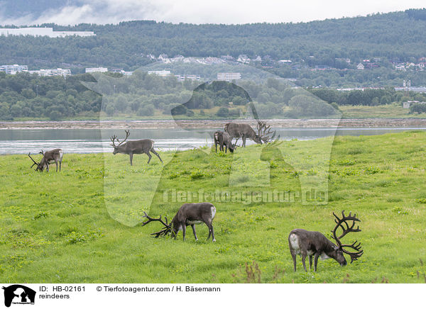 reindeers / HB-02161