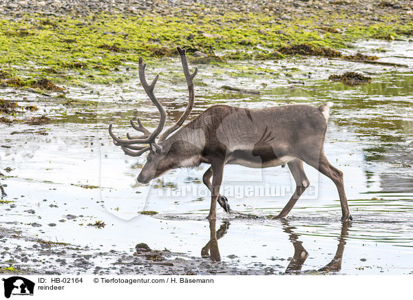 reindeer / HB-02164