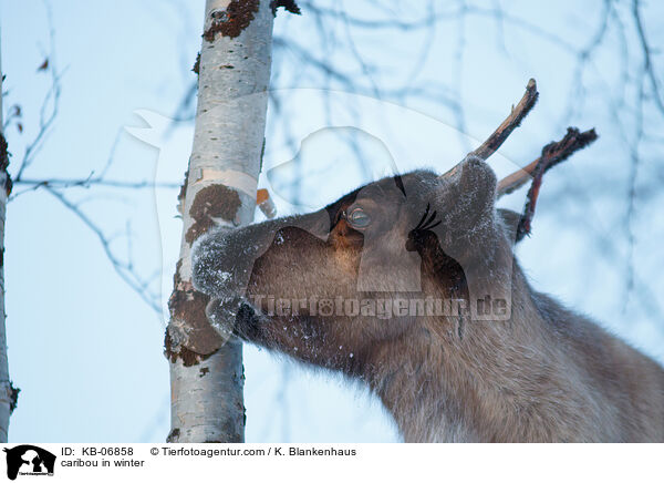 caribou in winter / KB-06858