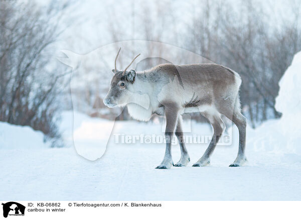 Rentier im Winter / caribou in winter / KB-06862