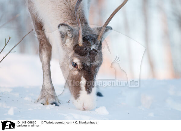 caribou in winter / KB-06866
