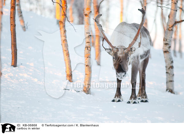 caribou in winter / KB-06868