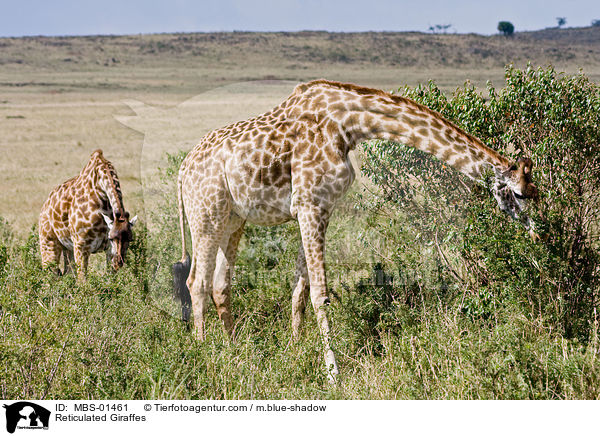 Netzgiraffen / Reticulated Giraffes / MBS-01461