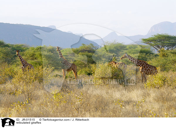 Netzgiraffen / reticulated giraffes / JR-01515