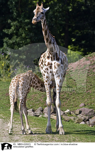 Netzgiraffen / reticulated giraffes / MBS-02823