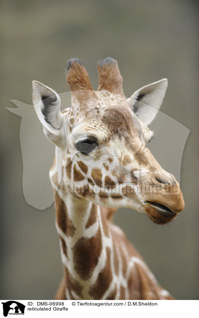 Netzgiraffe / reticulated Giraffe / DMS-06998