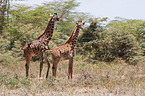 Reticulated Giraffe