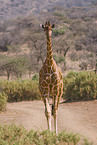 reticulated giraffe