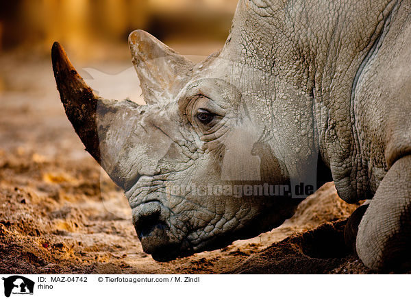 Nashorn / rhino / MAZ-04742