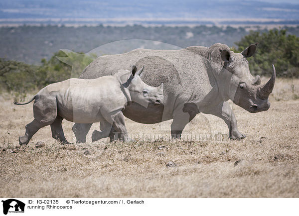 running Rhinoceros / IG-02135