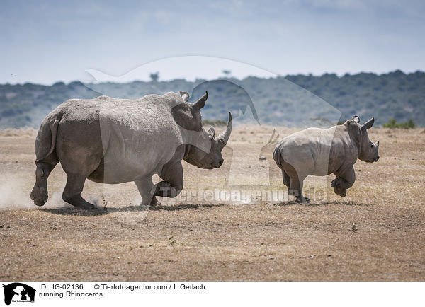 running Rhinoceros / IG-02136