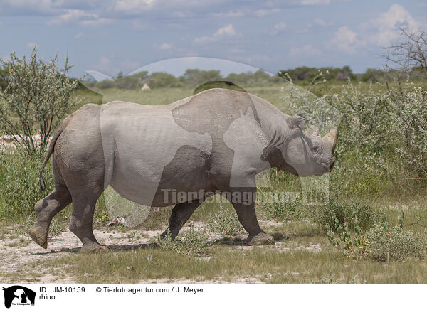 rhino / JM-10159