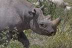 rhino