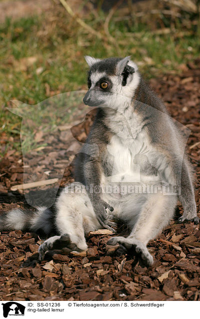 ring-tailed lemur / SS-01236