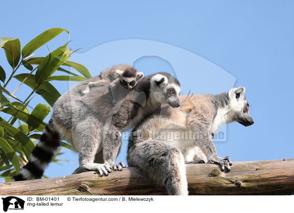 ring-tailed lemur / BM-01401