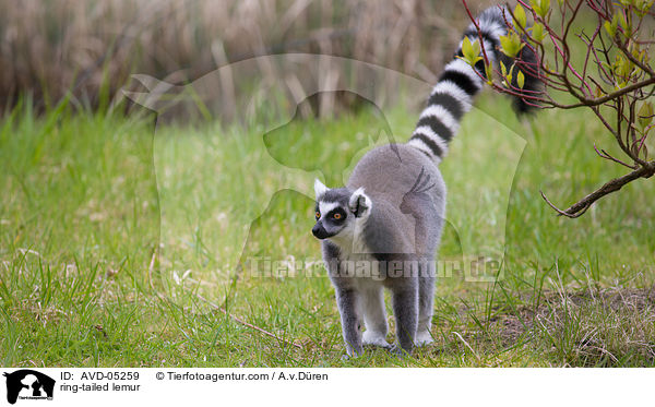 ring-tailed lemur / AVD-05259