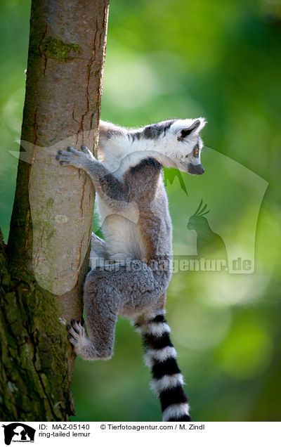ring-tailed lemur / MAZ-05140