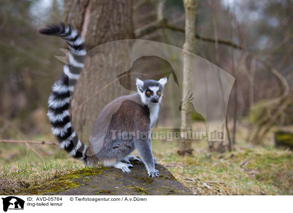 ring-tailed lemur / AVD-05764