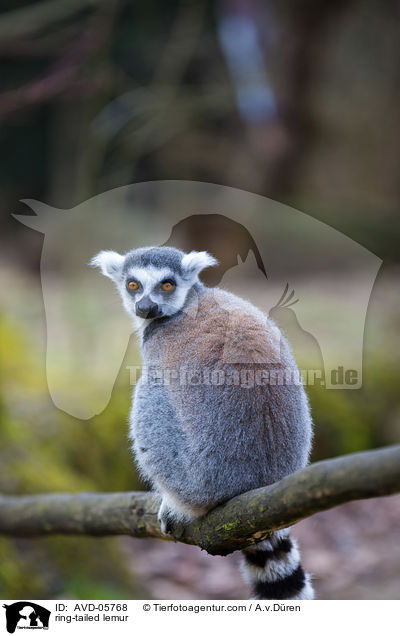 ring-tailed lemur / AVD-05768
