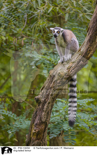 ring-tailed lemur / PW-13658