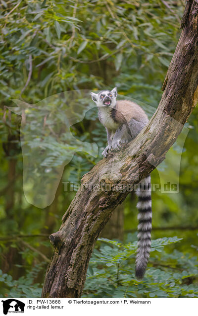ring-tailed lemur / PW-13668