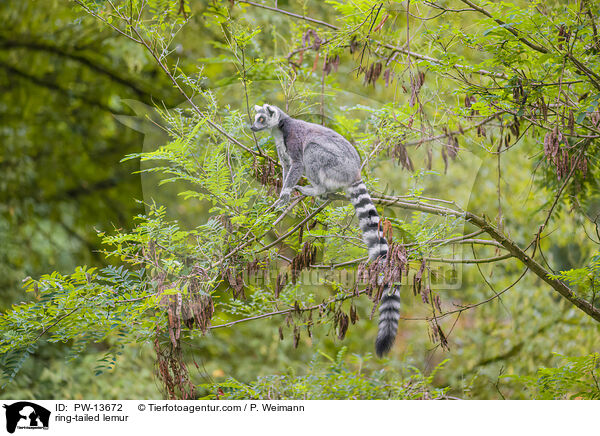 ring-tailed lemur / PW-13672
