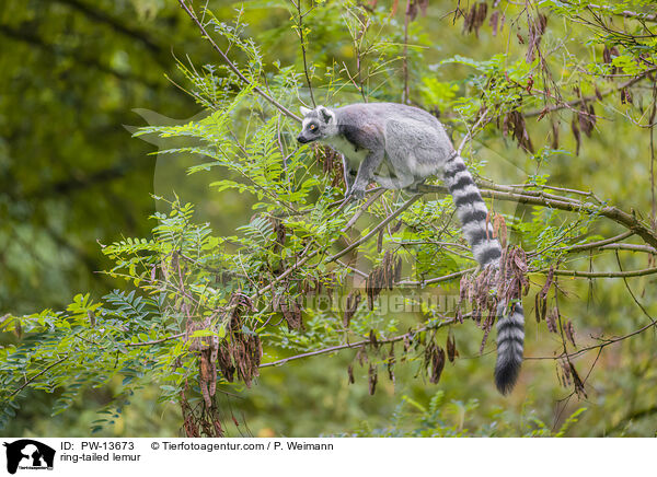 ring-tailed lemur / PW-13673