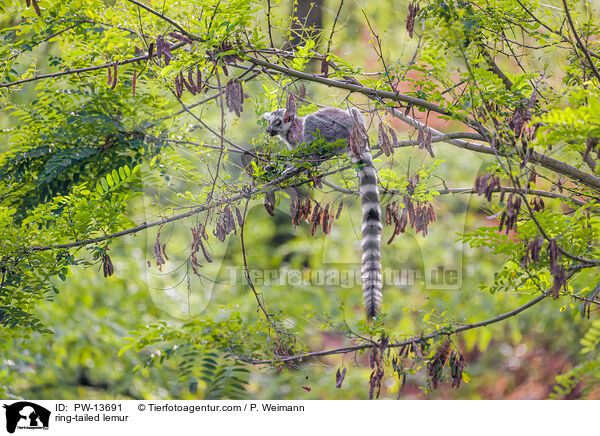 ring-tailed lemur / PW-13691