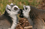 ring-tailed lemurs