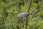 ring-tailed lemur