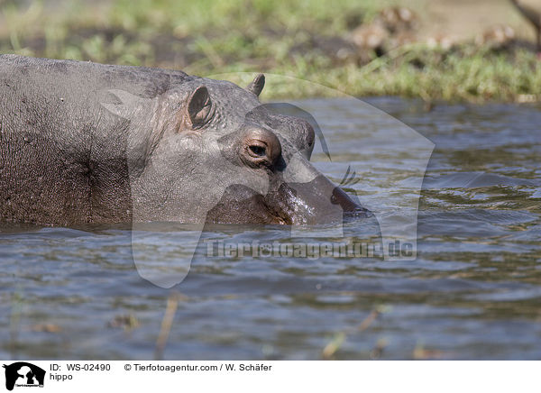 Flusspferd / hippo / WS-02490