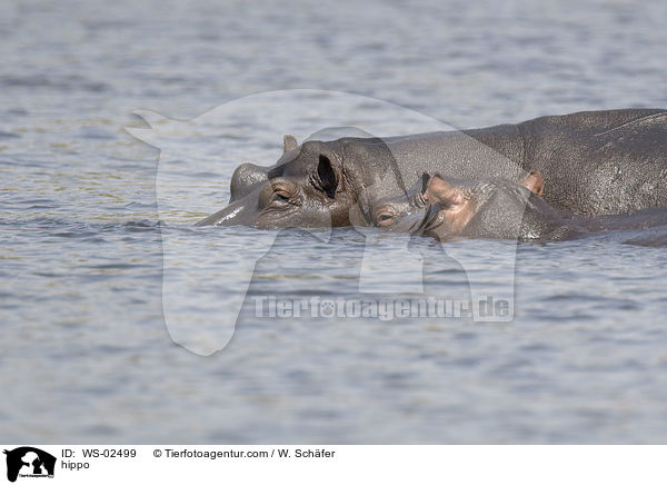 Flusspferd / hippo / WS-02499