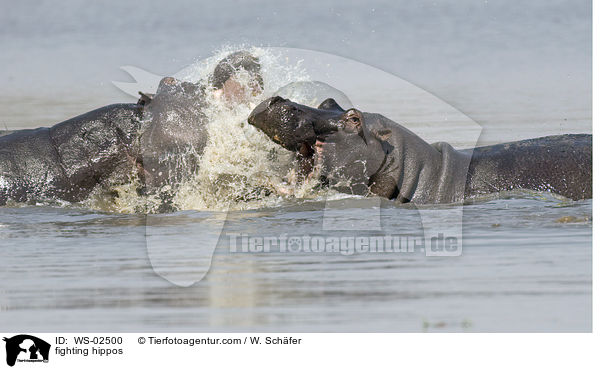 fighting hippos / WS-02500