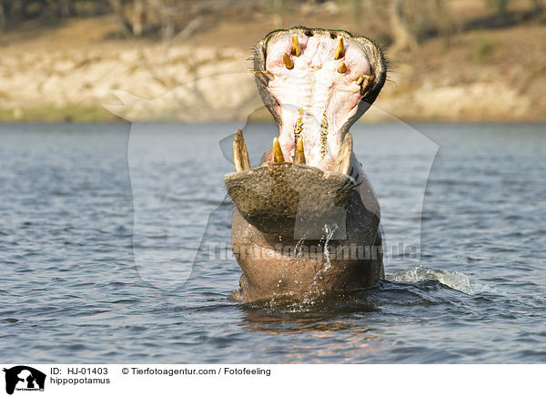 Flusspferd / hippopotamus / HJ-01403