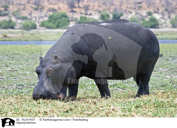 Flusspferd / hippopotamus / HJ-01407