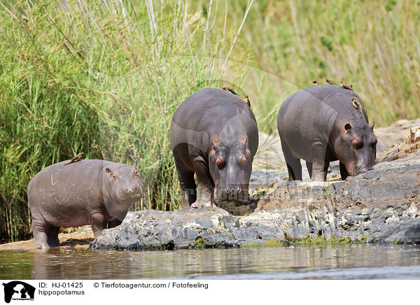 hippopotamus / HJ-01425