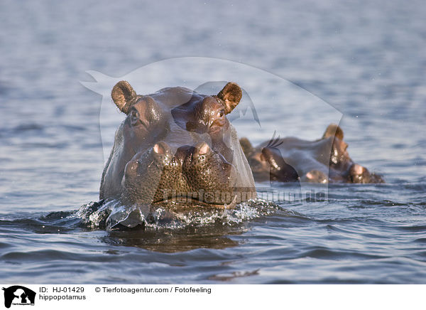 Flusspferd / hippopotamus / HJ-01429