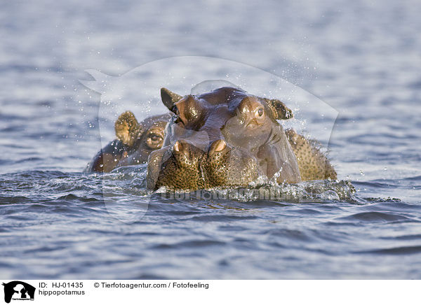 Flusspferd / hippopotamus / HJ-01435