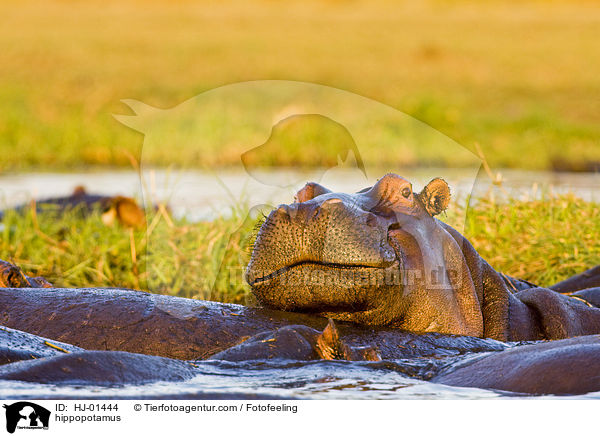 Flusspferd / hippopotamus / HJ-01444