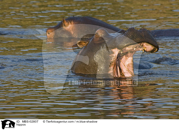 Flusspferde / hippos / MBS-02807