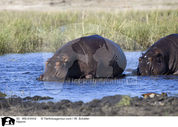 Flusspferde / hippos / WS-03442